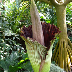 Corpse flower